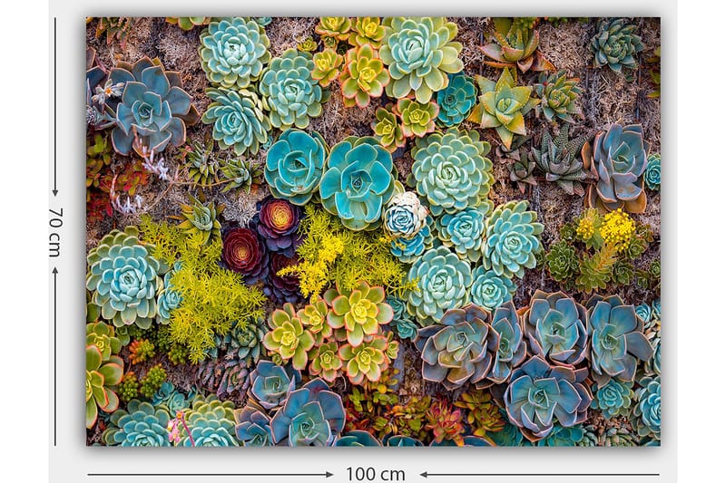 Canvastavla 70x100 cm - Färgstark samling av olika suckulenter i varierande former och nyanser - Turkos / Grön / Gul - Inredning & dekor - Tavlor & konst - Canvastavla