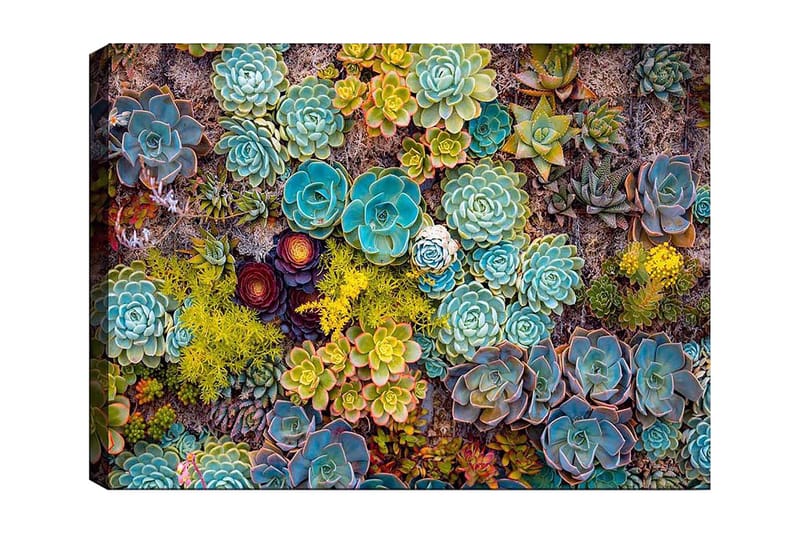 Canvastavla 70x100 cm - Färgstark samling av olika suckulenter i varierande former och nyanser, Turkos / Grön / Gul