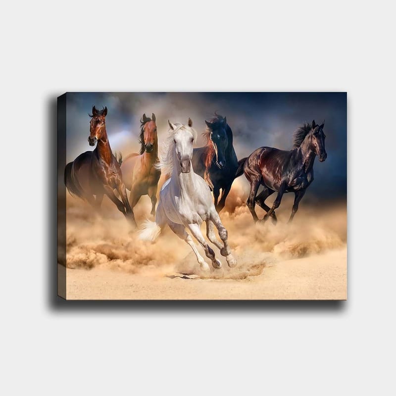 Canvastavla 70x100 cm - Fem hästar i full galopp genom sand och damm, Vit / Brun / Svart