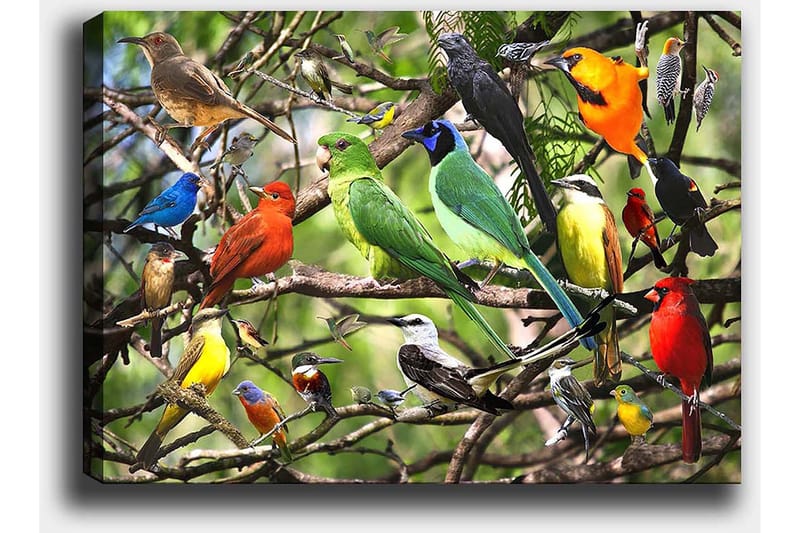 Canvastavla 70x100 cm - Flera färgglada fåglar som sitter på grenar i en livlig naturmiljö - Grön / Röd / Blå - Inredning & dekor - Tavlor & konst - Canvastavla
