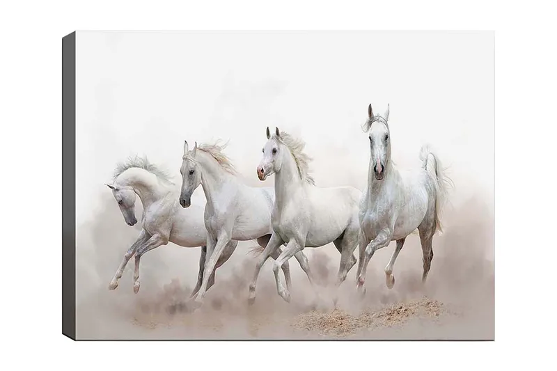 Canvastavla 70x100 cm - Fyra vita hästar som galopperar framåt i en dimmig miljö, Vit / Ljusgrå