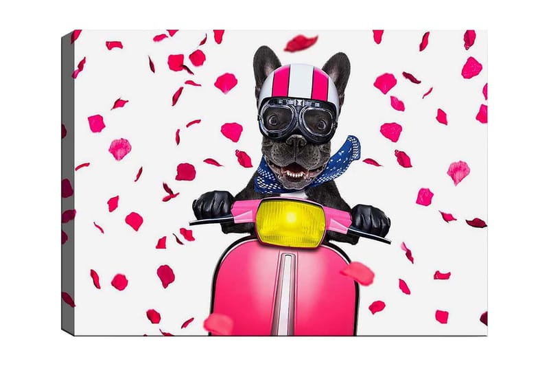 Canvastavla 70x100 cm - Glad fransk bulldogg som kör en rosa scooter med blommor som faller runtomkring - Rosa / Svart / Gul - Inredning & dekor - Tavlor & konst - Canvastavla
