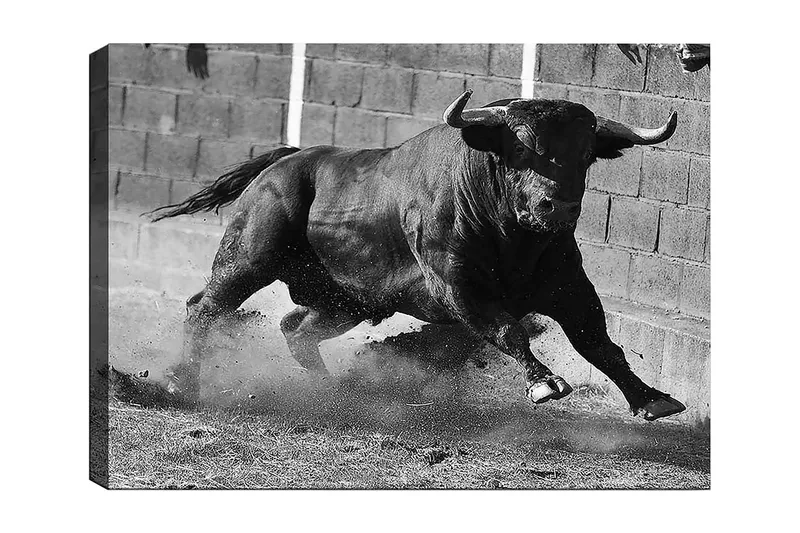 Canvastavla 70x100 cm - Kraftfull tjur i rörelse, fångad i ett ögonblick av intensitet och styrka, Svart / Grått