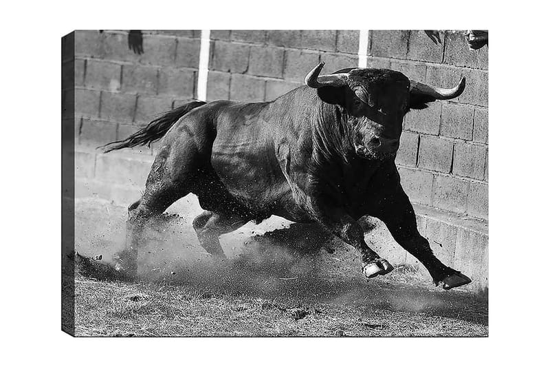 Canvastavla 70x100 cm - Kraftfull tjur i rörelse, fångad i ett ögonblick av intensitet och styrka, Svart / Grått