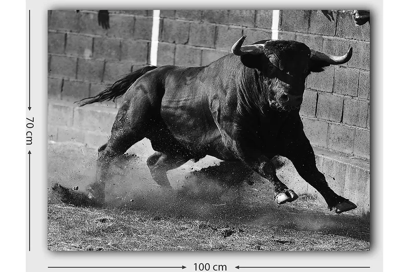 Canvastavla 70x100 cm - Kraftfull tjur i rörelse, fångad i ett ögonblick av intensitet och styrka - Svart / Grått - Inredning & dekor - Tavlor & konst - Canvastavla