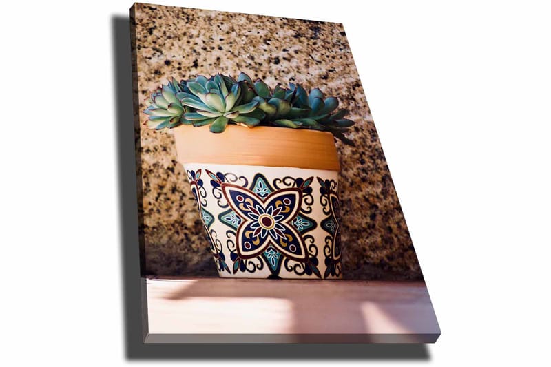 Canvastavla 70x100 cm - Kruka med succulenter i en dekorativ design - Grön / Terrakotta / Svart - Inredning & dekor - Tavlor & konst - Canvastavla