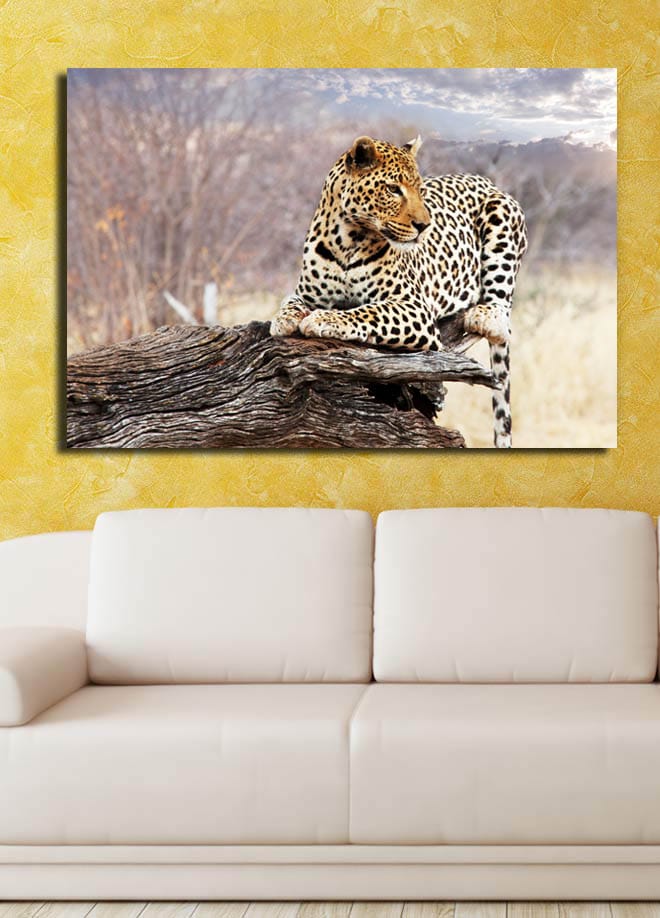 Canvastavla 70x100 cm - Leopard som vilar på en trästam i en naturlig miljö - Guld / Svart / Brun - Inredning & dekor - Tavlor & konst - Canvastavla