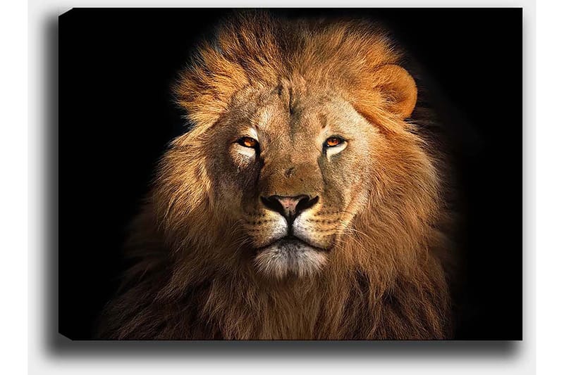 Canvastavla 70x100 cm - Majestätisk lejonhuvud med intensiv blick - Guld / Brun / Svart - Inredning & dekor - Tavlor & konst - Canvastavla