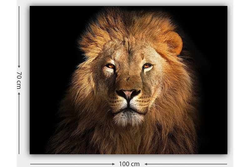 Canvastavla 70x100 cm - Majestätisk lejonhuvud med intensiv blick - Guld / Brun / Svart - Inredning & dekor - Tavlor & konst - Canvastavla