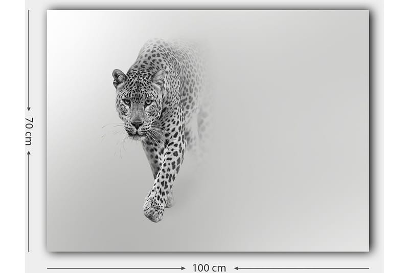 Canvastavla 70x100 cm - Majestätisk leopard som rör sig framåt i en stilren och minimalistisk komposition - Svart / Grå - Inredning & dekor - Tavlor & konst - Canvastavla