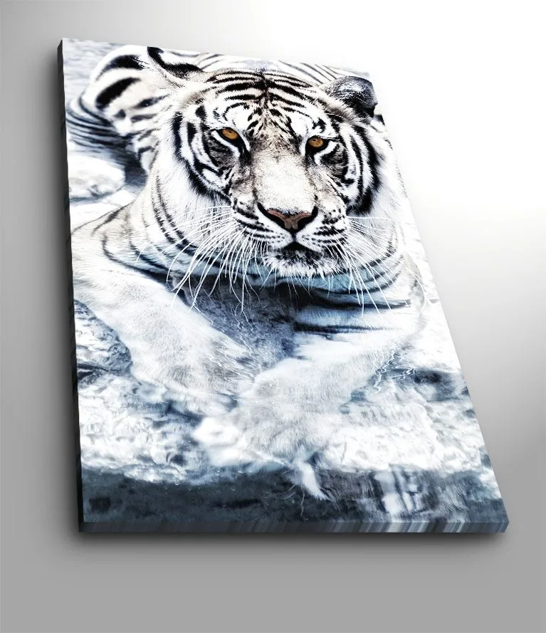 Canvastavla 70x100 cm - Majestätisk vit tiger som ligger i vattnet, Vit / Svart / Grå