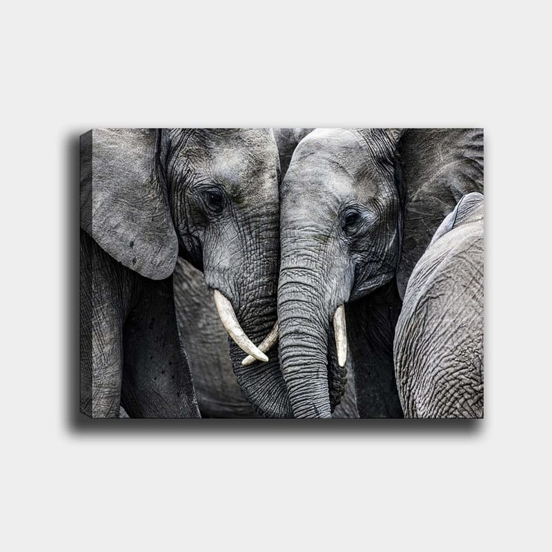 Canvastavla 70x100 cm - Närbild av elefanter som visar deras ansikten och betar i en intim sammanslutning, Grå / Vit