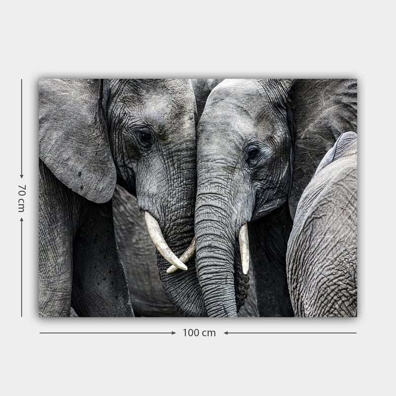 Canvastavla 70x100 cm - Närbild av elefanter som visar deras ansikten och betar i en intim sammanslutning - Grå / Vit - Inredning & dekor - Tavlor & konst - Canvastavla