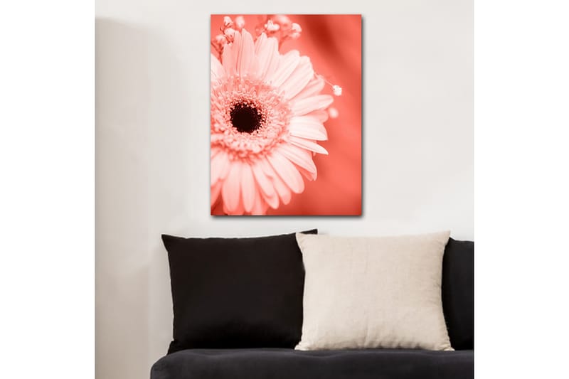 Canvastavla 70x100 cm - Närbild av en rosa blomma med en mörk mittpunkt - Rosa / Svart - Inredning & dekor - Tavlor & konst - Canvastavla