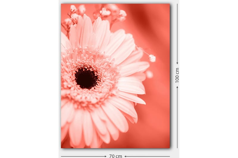 Canvastavla 70x100 cm - Närbild av en rosa blomma med en mörk mittpunkt - Rosa / Svart - Inredning & dekor - Tavlor & konst - Canvastavla