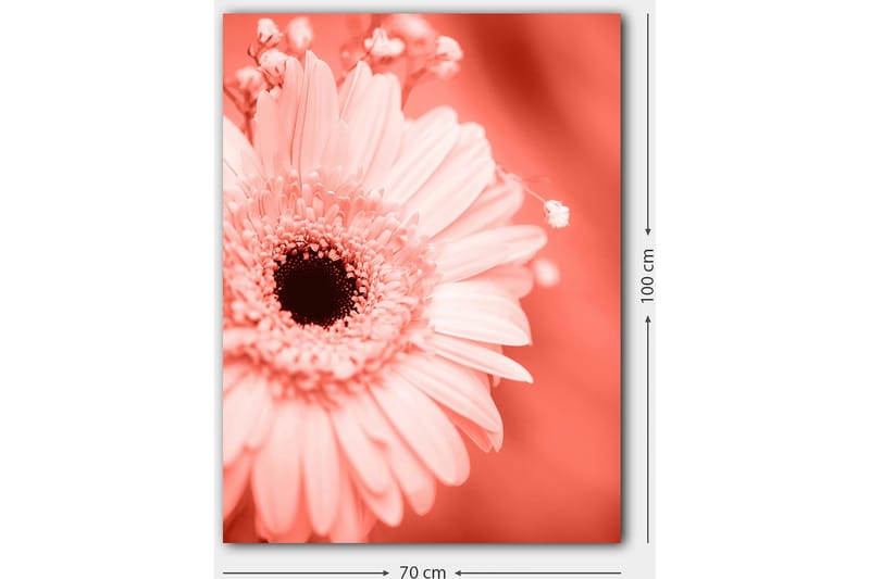 Canvastavla 70x100 cm - Närbild av en rosa blomma med en mörk mittpunkt - Rosa / Svart - Inredning & dekor - Tavlor & konst - Canvastavla