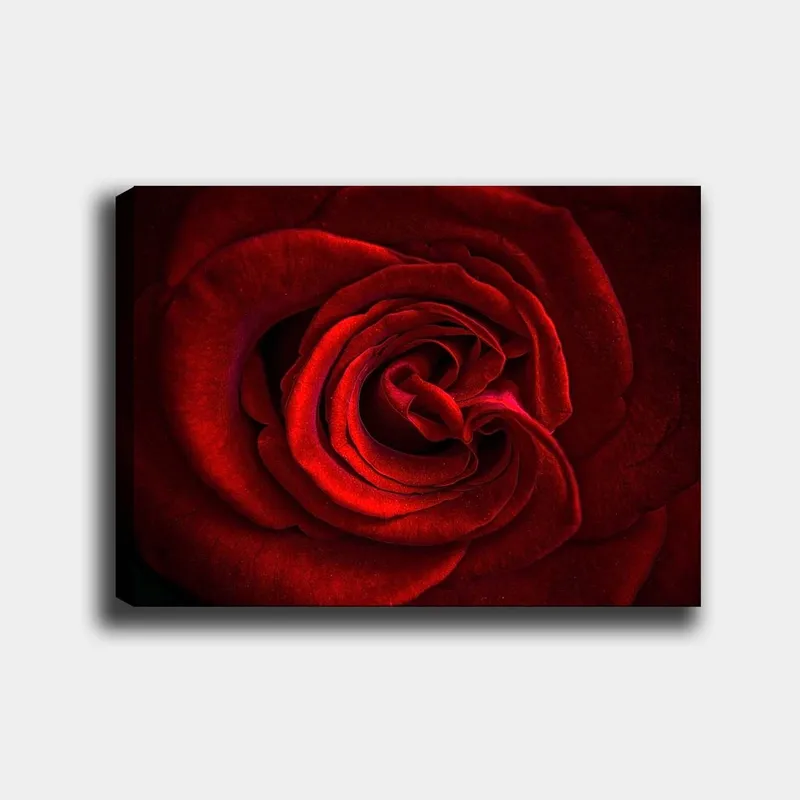 Canvastavla 70x100 cm - Närbild av en vacker röd ros med detaljerade kronblad - Röd / Mörkröd - Inredning & dekor - Tavlor & konst - Canvastavla