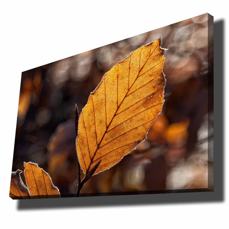 Canvastavla 70x100 cm - Närbild av ett gyllene höstlöv med detaljerade ådringar, Guldorange / Brun