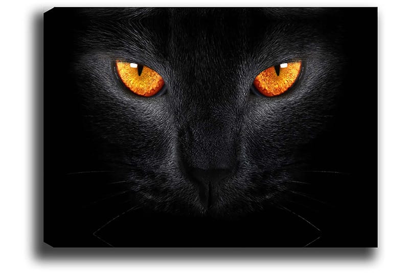 Canvastavla 70x100 cm - Närbild av ett svart katthuvud med intensiva ögon - Svart / Orange - Inredning & dekor - Tavlor & konst - Canvastavla