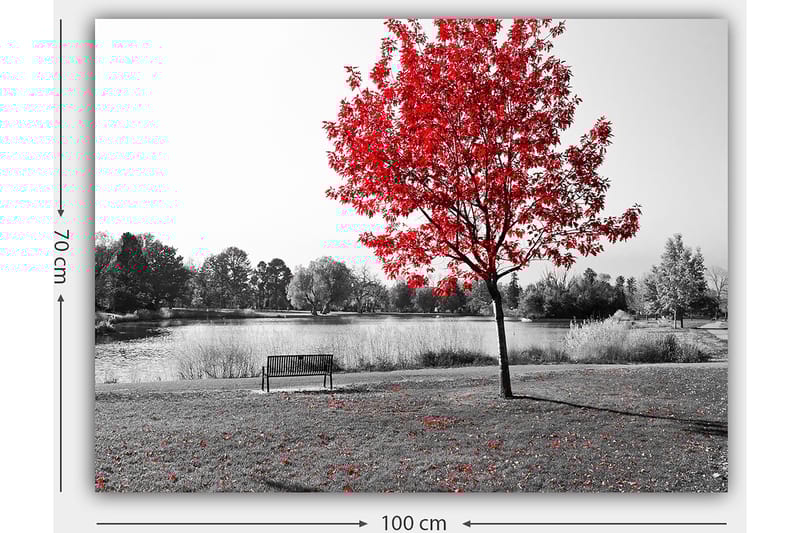 Canvastavla 70x100 cm - Röd lövträd i en svartvit parkmiljö vid en sjö - Röd / Svart / Grå - Inredning & dekor - Tavlor & konst - Canvastavla