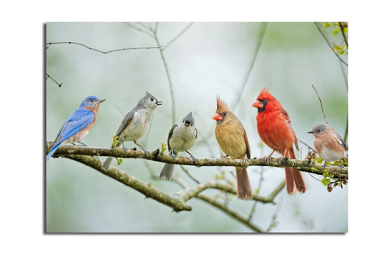 Canvastavla 70x100 cm - Samling av färgglada fåglar som sitter på en gren - Blå / Röd / Grå - Inredning & dekor - Tavlor & konst - Canvastavla