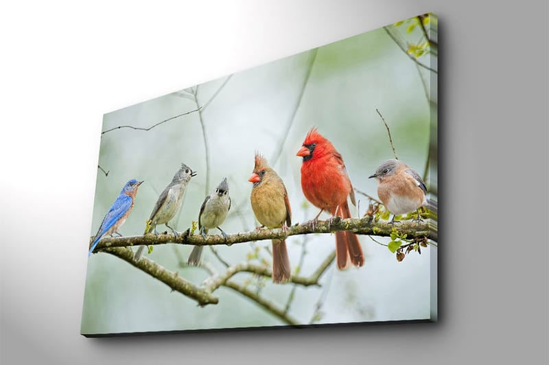 Canvastavla 70x100 cm - Samling av färgglada fåglar som sitter på en gren - Blå / Röd / Grå - Inredning & dekor - Tavlor & konst - Canvastavla
