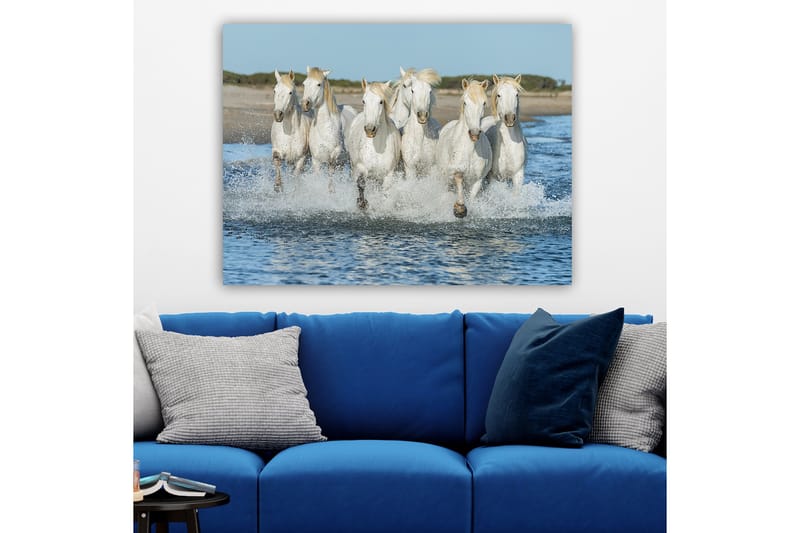 Canvastavla 70x100 cm - Sex vita hästar som galopperar genom vattnet - Vit / Ljusblond - Inredning & dekor - Tavlor & konst - Canvastavla