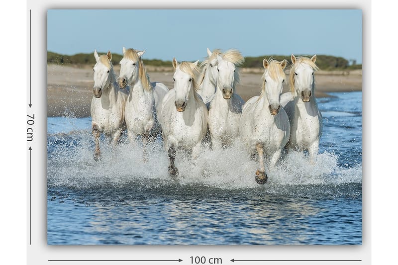 Canvastavla 70x100 cm - Sex vita hästar som galopperar genom vattnet - Vit / Ljusblond - Inredning & dekor - Tavlor & konst - Canvastavla