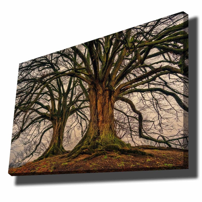 Canvastavla 70x100 cm - Storslagna träd med kraftiga grenar och detaljerad bark - Mörkbrun / Grön / Beige - Inredning & dekor - Tavlor & konst - Canvastavla