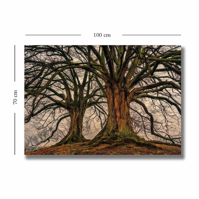 Canvastavla 70x100 cm - Storslagna träd med kraftiga grenar och detaljerad bark - Mörkbrun / Grön / Beige - Inredning & dekor - Tavlor & konst - Canvastavla