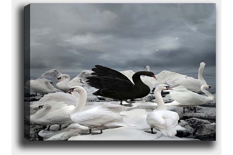 Canvastavla 70x100 cm - Svart svan omgiven av flera vita svanar på en stenig strand - Vit / Svart / Grå - Inredning & dekor - Tavlor & konst - Canvastavla