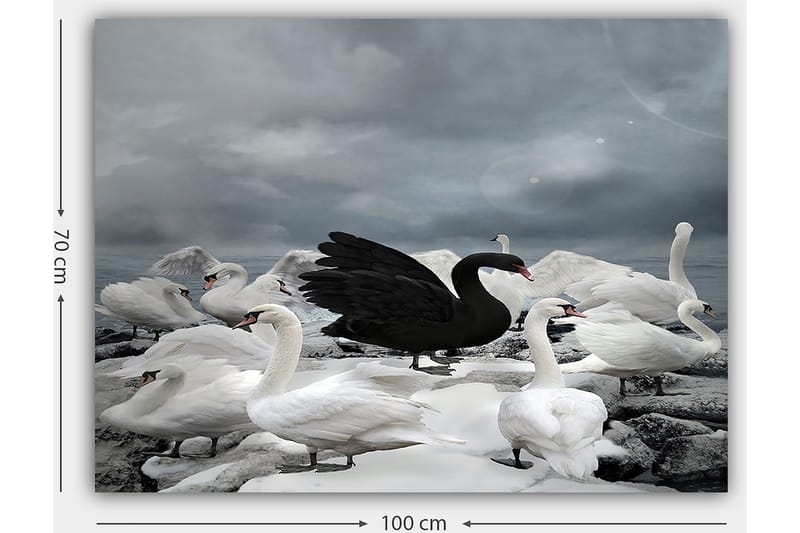 Canvastavla 70x100 cm - Svart svan omgiven av flera vita svanar på en stenig strand - Vit / Svart / Grå - Inredning & dekor - Tavlor & konst - Canvastavla