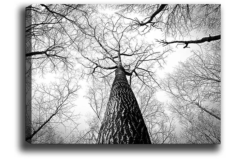 Canvastavla 70x100 cm - Svartvit bild av ett träd som sträcker sig upp mot en ljus himmel, sedd från marken - Svart / Vitt / Grått - Inredning & dekor - Tavlor & konst - Canvastavla