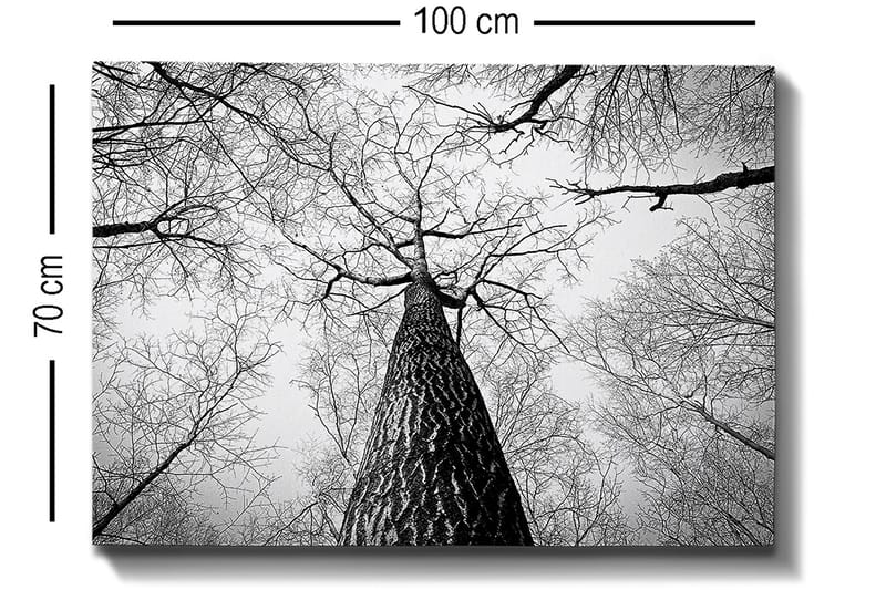 Canvastavla 70x100 cm - Svartvit bild av ett träd som sträcker sig upp mot en ljus himmel, sedd från marken - Svart / Vitt / Grått - Inredning & dekor - Tavlor & konst - Canvastavla