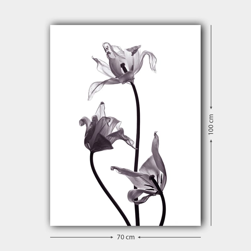 Canvastavla 70x100 cm - Svartvita tulpaner med eleganta former som sträcker sig mot toppen - Svart / Grå - Inredning & dekor - Tavlor & konst - Canvastavla