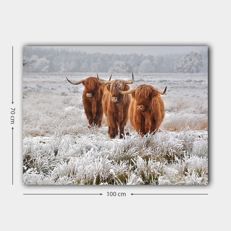 Canvastavla 70x100 cm - Tre höglandsko i en frostig landskapsscen - Orange / Vit / Grå - Inredning & dekor - Tavlor & konst - Canvastavla