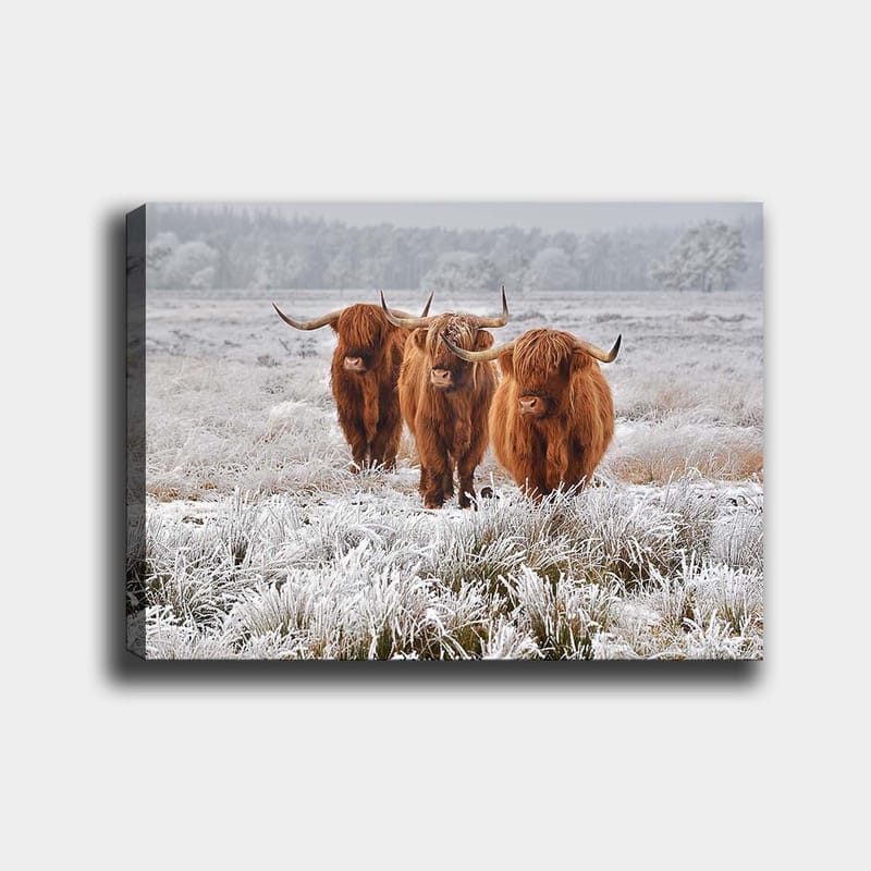 Canvastavla 70x100 cm - Tre höglandsko i en frostig landskapsscen - Orange / Vit / Grå - Inredning & dekor - Tavlor & konst - Canvastavla