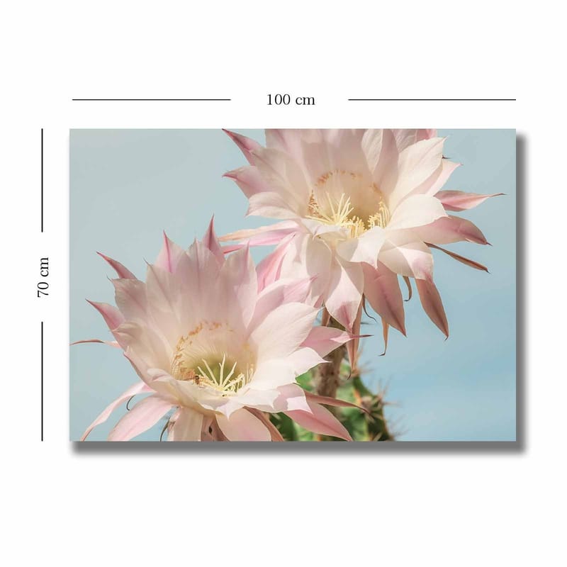Canvastavla 70x100 cm - Två vackra kaktusblommor i pastellfärger - Ljusrosa / Grön - Inredning & dekor - Tavlor & konst - Canvastavla