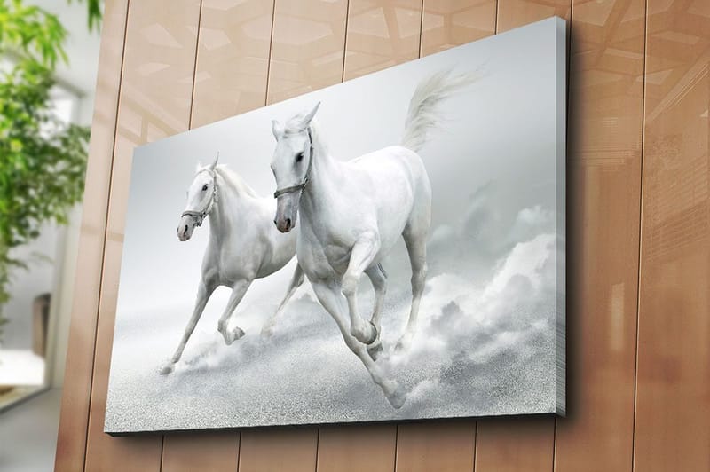 Canvastavla 70x100 cm - Två vita hästar som galopperar framåt i en dynamisk rörelse - Vit / Grå - Inredning & dekor - Tavlor & konst - Canvastavla