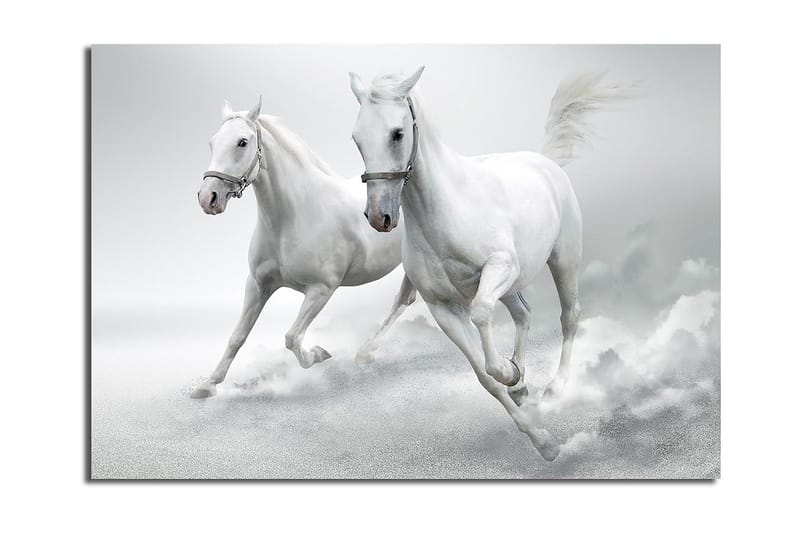 Canvastavla 70x100 cm - Två vita hästar som galopperar framåt i en dynamisk rörelse - Vit / Grå - Inredning & dekor - Tavlor & konst - Canvastavla