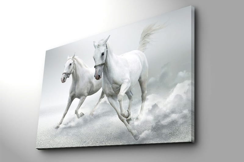Canvastavla 70x100 cm - Två vita hästar som galopperar framåt i en dynamisk rörelse - Vit / Grå - Inredning & dekor - Tavlor & konst - Canvastavla
