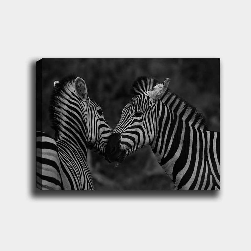 Canvastavla 70x100 cm - Två zebror som står nära varandra och visar sin samhörighet, Svart / Vitt