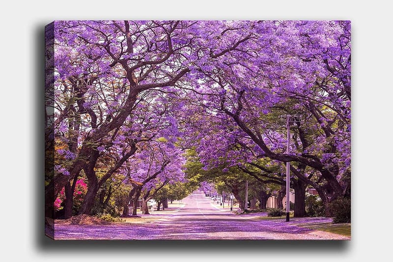 Canvastavla 70x100 cm - Vacker allé med lila blommande träd som skapar en drömlik atmosfär, Lila / Grön