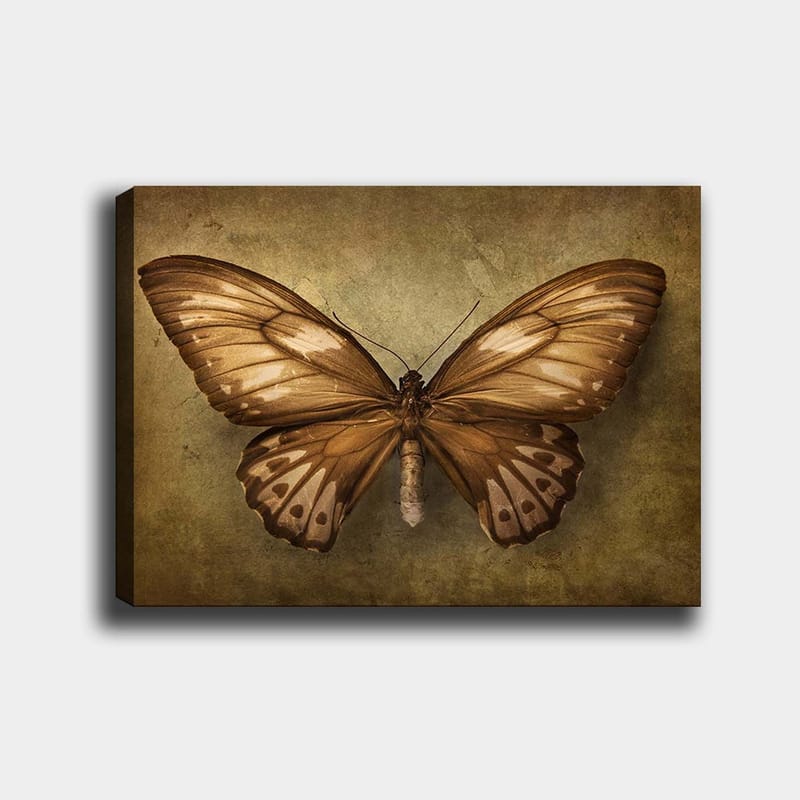 Canvastavla 70x100 cm - Vacker fjäril med detaljerade vingar i bruna och beige nyanser, Brun / Beige