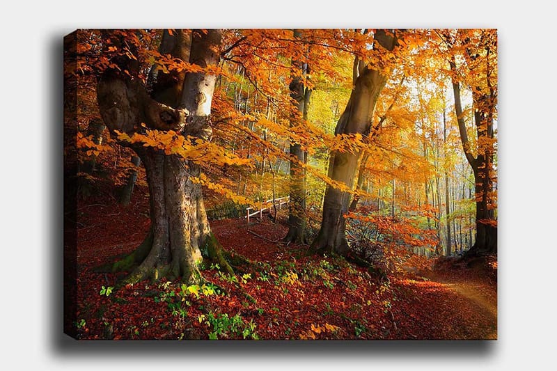 Canvastavla 70x100 cm - Vacker höstskog med färgglada träd och fallna löv, Orange / Röd / Brun