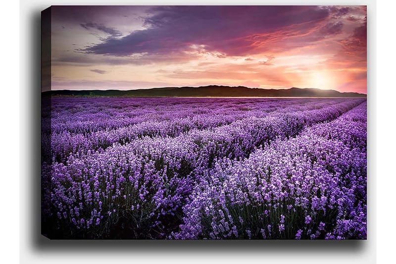Canvastavla 70x100 cm - Vacker lavendelfält under en färgsprakande solnedgång - Lila / Mörkgrön / Orange - Inredning & dekor - Tavlor & konst - Canvastavla