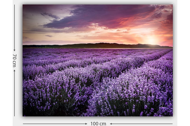 Canvastavla 70x100 cm - Vacker lavendelfält under en färgsprakande solnedgång - Lila / Mörkgrön / Orange - Inredning & dekor - Tavlor & konst - Canvastavla