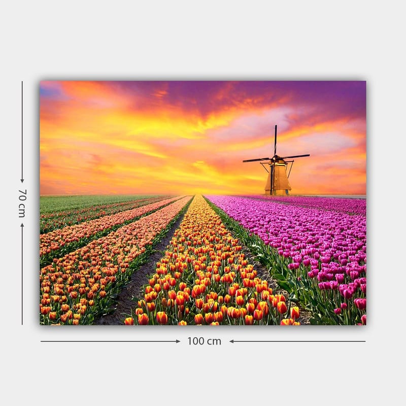Canvastavla 70x100 cm - Vacker tulpanfält med en traditionell väderkvarn i solnedgångens ljus - Lila / Orange / Grön - Inredning & dekor - Tavlor & konst - Canvastavla
