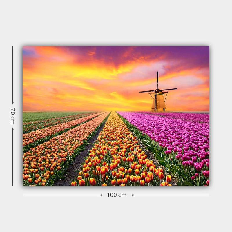 Canvastavla 70x100 cm - Vacker tulpanfält med en traditionell väderkvarn i solnedgångens ljus - Lila / Orange / Grön - Inredning & dekor - Tavlor & konst - Canvastavla