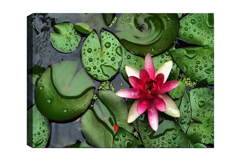 Canvastavla 70x100 cm - Vacker vattenlilja som blommar på en yta av gröna näckrosblad, Grön / Rosa / Vit
